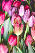 Load image into Gallery viewer, Valentine&#39;s Day Tulips
