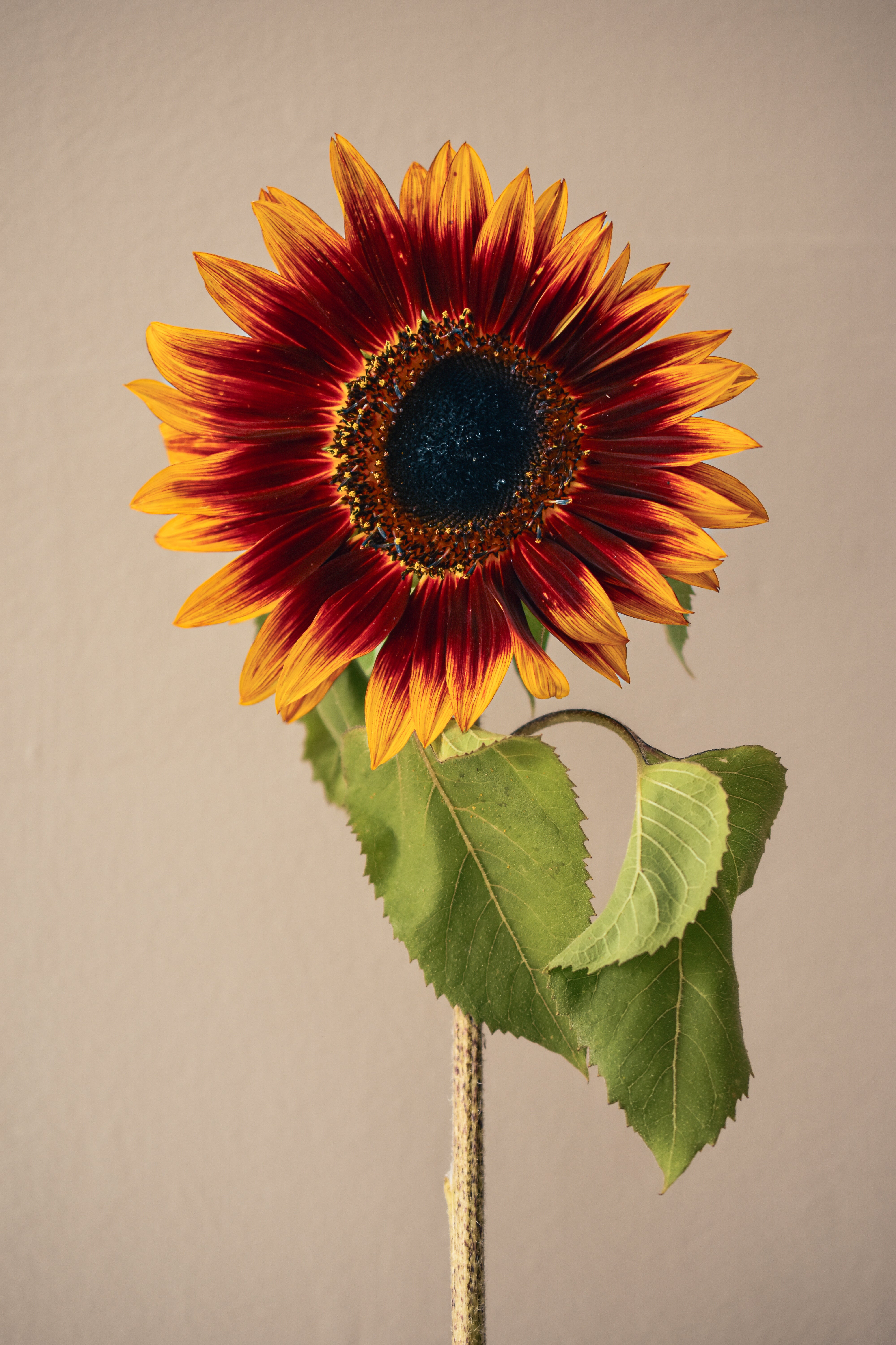 Rusty Sunflower Fine Art Print