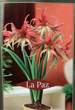 Load image into Gallery viewer, Potted Amaryllis

