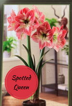 Load image into Gallery viewer, Potted Amaryllis
