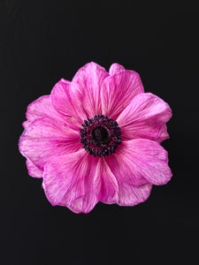 Pink Anemone Fine Art Print