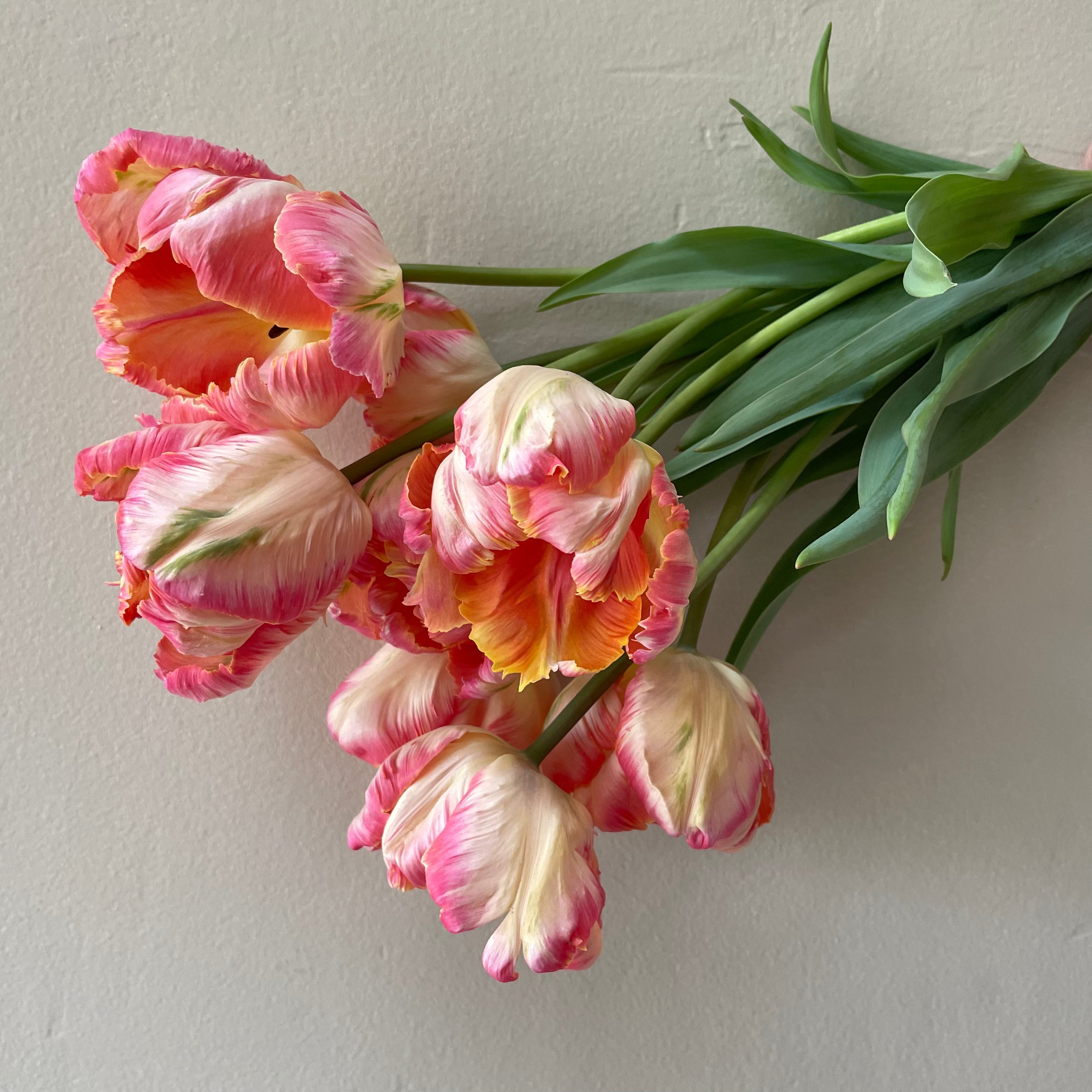 2024 Monthly TULIP Subscription
