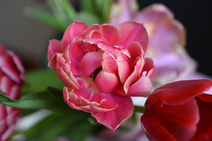 Valentine's Day Tulips
