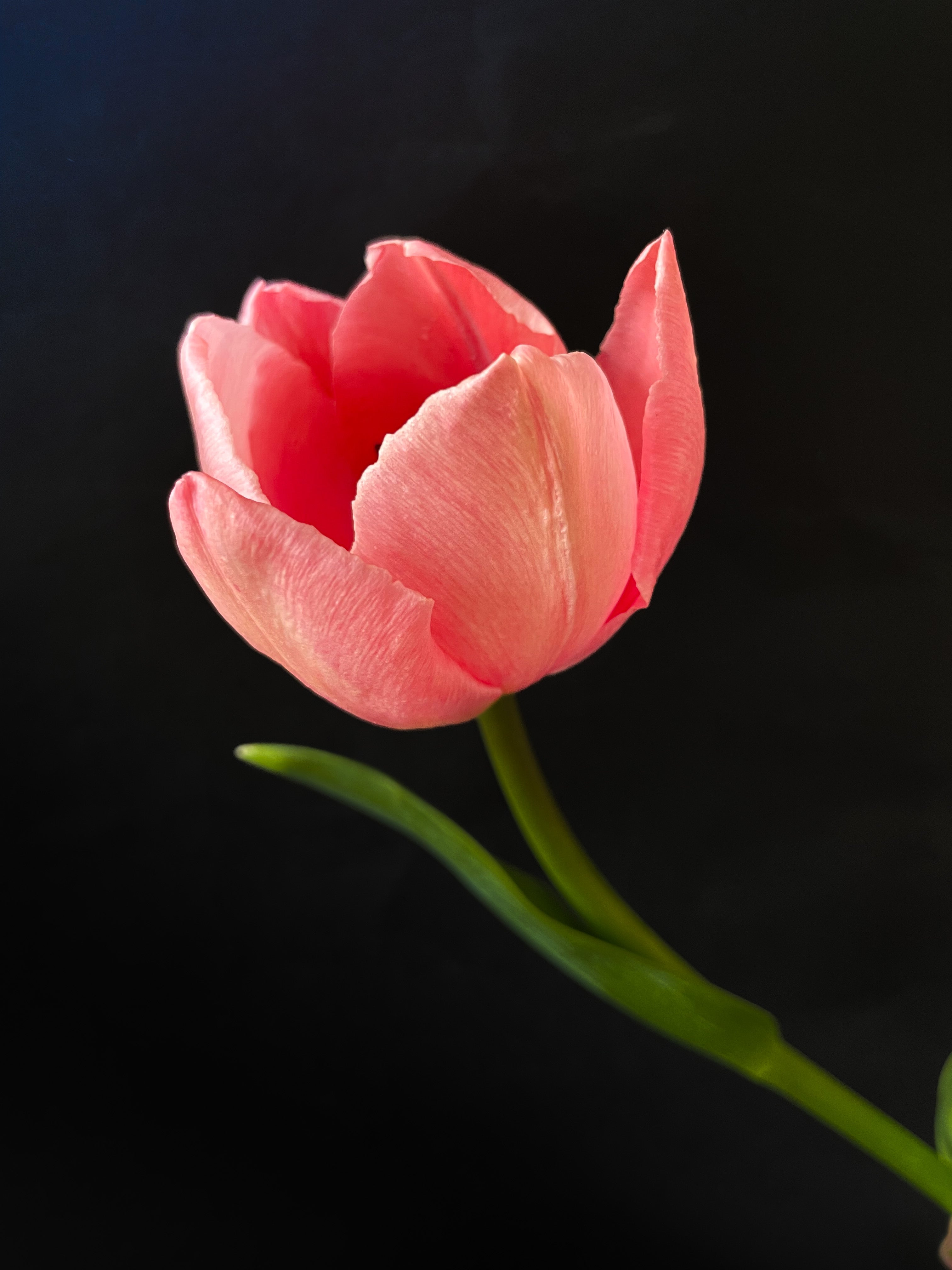 Tulip Apricot Beauty Fine Art Print