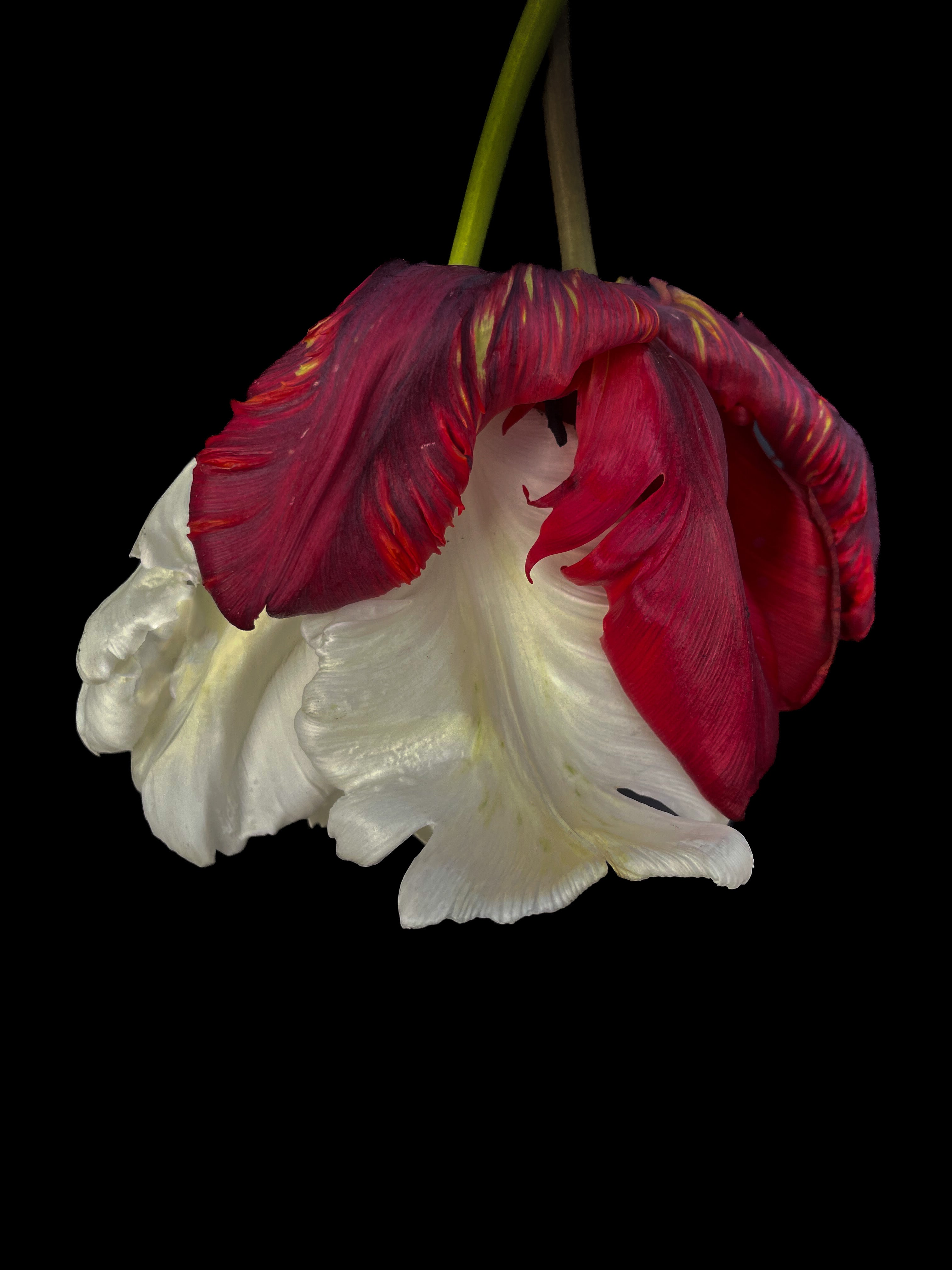 Red and White Parrot Tulip Fine Art Print