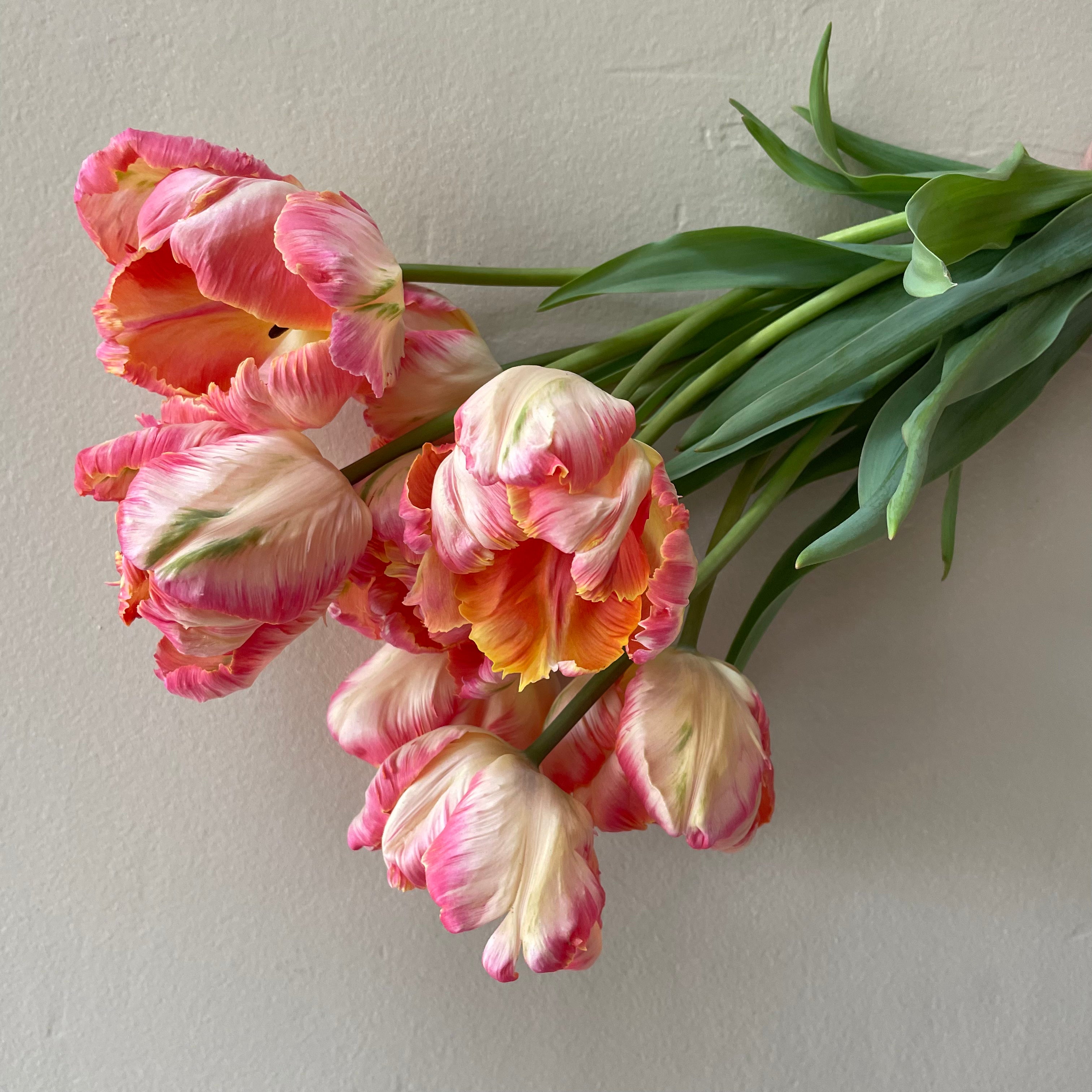 2025 February/March Tulip Wrap Subscription