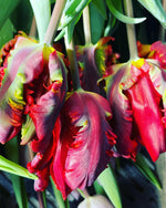 Load image into Gallery viewer, Fresh Cut Tulips
