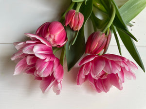 Fresh Cut Tulips