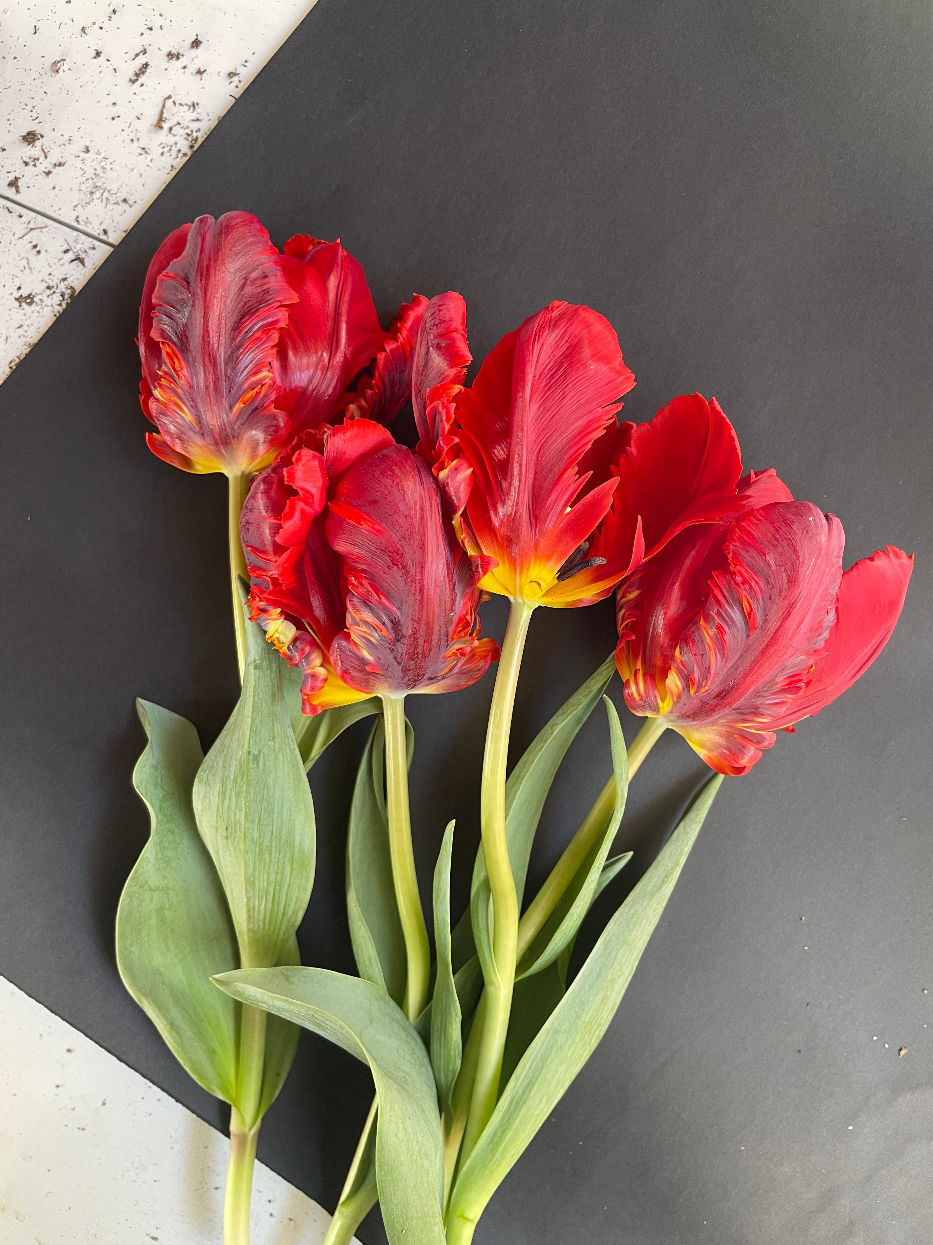 2024 May Tulip Wrap Subscription